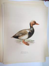 Punapäänarsku - rödhufvad Dykand -Svenska fåglar, von Wright, 1927-29, painokuva -print