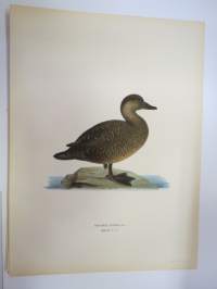 Mustalintu - sjöorre -Svenska fåglar, von Wright, 1927-29, painokuva -print