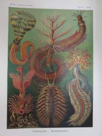 Kunstformen der natur (1899) Chaetopoda- Borstenwürmer - Harjamadot? -painokuva / print