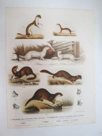 Hermelin, Småvesla, Iller, Mänk, Utter -painokuva Schlachter & Seedorff, Stockholm, 1873, teoksesta