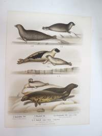 Spräcklig Säl, Ringlad Säl, Gröndals Säl, Gråsäl -painokuva Schlachter & Seedorff, Stockholm, 1873, teoksesta