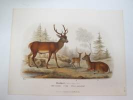 Kronhjort / saksanhirvi -painokuva Schlachter & Seedorff, Stockholm, 1873, teoksesta