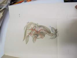 Bidrag till blodkärlsystemets jemförande anatomie, af E.J. Bonsdorff. III. Portven Systemet hos Gadus Lola (made), painokuvan piirtänyt Magnus von Wright,