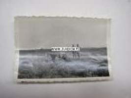 Vetoeläimen natsitervehdys -saksalainen sotilasvalokuva