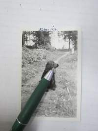 Kimi-koira 1956 -valokuva