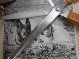 Susikoira Roi, elokuvan / dokumentin / sarjan promootiokuva / lehdistömateriaalia, YLE -valokuva