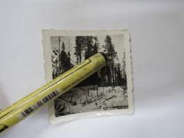 SA talvitykki -valokuva