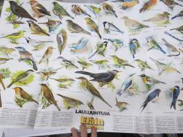 Laululintuja - Eläinmaailma-lehden keskiaukeamajuliste