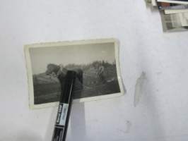 Hevonen + äes -valokuva