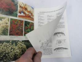 Renlund Kivapiha Taimihinnasto - Puutarha EKA -hinnasto kevät 1990