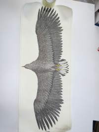 Merikotka - Havsörn - White-tailed Eagle - Haliaetus albicilla / Erik Bruun 1974 -alkuperäinen juliste