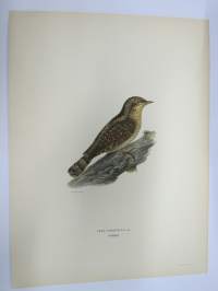 Käenpiika - Göktyta - Lynx Torguilla -Svenska fåglar, von Wright, 1927-29, painokuva -print