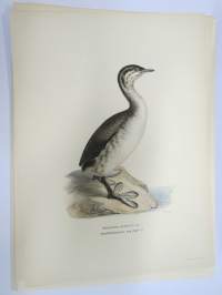 Mustakurkku-uikku - Svarthakedopping - Podiceps Auritus -Svenska fåglar, von Wright, 1927-29, painokuva -print