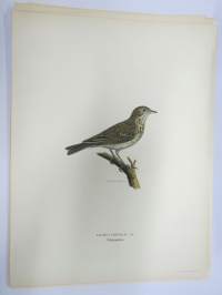 Metsäkirvinen - Trädpiplärka - Anthus Trivialis -Svenska fåglar, von Wright, 1927-29, painokuva -print