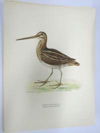 Taivaanvuohi - Horsgök eller Enkelbeckasin - Capella Callinago -Svenska fåglar, von Wright, 1927-29, painokuva -print
