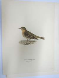Lapinkirvinen - Rödstrupig piplärka - Anthus Cervinus -Svenska fåglar, von Wright, 1927-29, painokuva -print