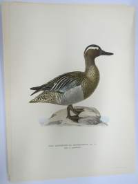 Heinätavi - årta -Svenska fåglar, von Wright, 1927-29, painokuva -print