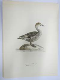 Jouhisorsa - stjärtand -Svenska fåglar, von Wright, 1927-29, painokuva -print