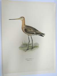 Mustapyrstökuiri - Rödspov - Limosa Limosa -Svenska fåglar, von Wright, 1927-29, painokuva -print