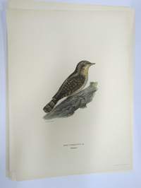 Käenpiika - Göktyta - Lynx Torguilla -Svenska fåglar, von Wright, 1927-29, painokuva -print