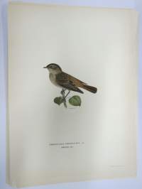 Leppälintu - rödstjärt -Svenska fåglar, von Wright, 1927-29, painokuva -print