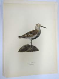 Suosirri - kärrsnäppa -Svenska fåglar, von Wright, 1927-29, painokuva -print