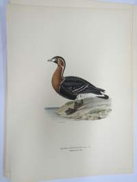 Rödhalsad gås, punakaulainen hanhi (Branta Ruficollis) -Svenska fåglar, von Wright, 1927-29, painokuva -print