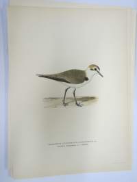 Mustajalkatylli - Svartbent strandpipare - Charadrius (Leucopolius) Alexandrinus -Svenska fåglar, von Wright, 1927-29, painokuva -print