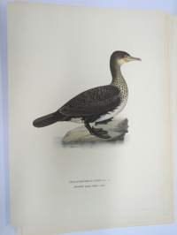 Merimetso - Storskarf - Phalacrocorax Carbo -Svenska fåglar, von Wright, 1927-29, painokuva -print