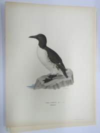 Etelänkiisla - sillgrissla -Svenska fåglar, von Wright, 1927-29, painokuva -print