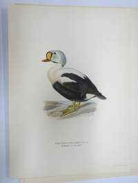 Kyhmyhaahka - Praktejder -Svenska fåglar, von Wright, 1927-29, painokuva -print