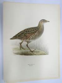 Ruisrääkkä - Ängsknarr - Crex Crex -Svenska fåglar, von Wright, 1927-29, painokuva -print