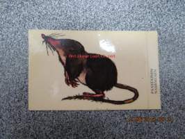 Päästäinen / nabbmusen -keräilykuva / tarra